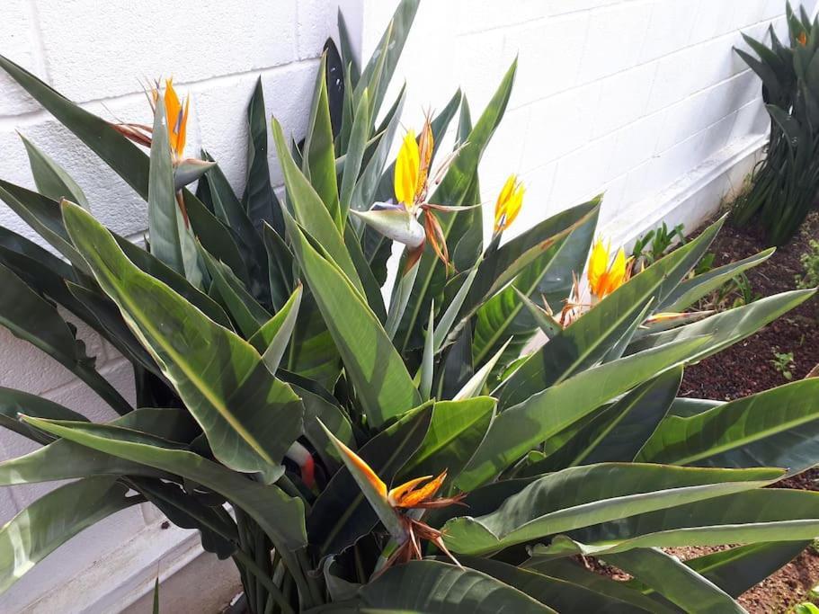 Apartamento Tranquilo En Una Casa Con Jardin ลาลากูนา ภายนอก รูปภาพ