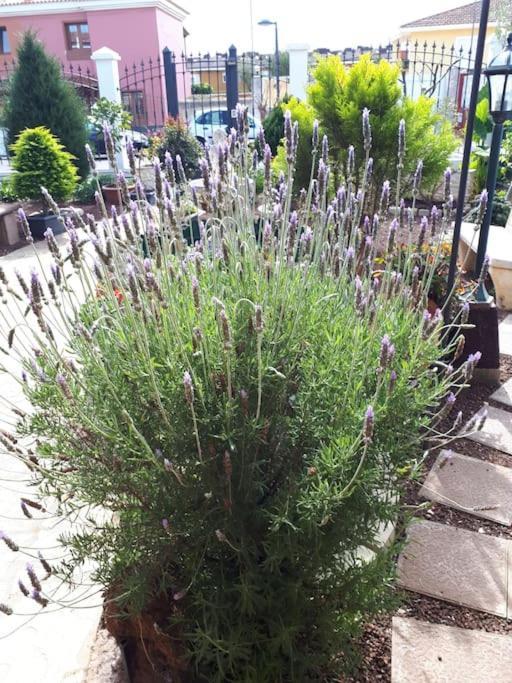 Apartamento Tranquilo En Una Casa Con Jardin ลาลากูนา ภายนอก รูปภาพ