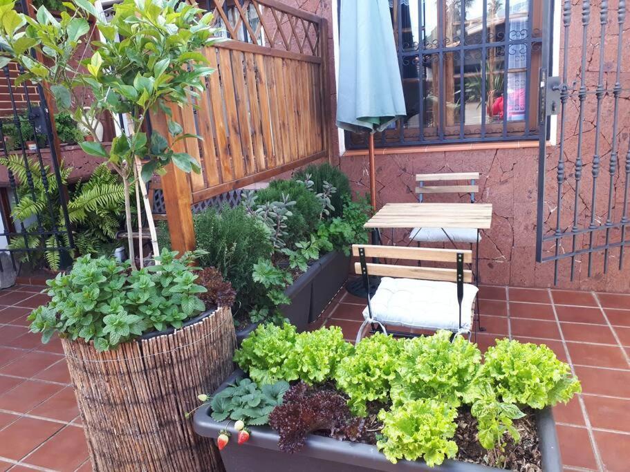 Apartamento Tranquilo En Una Casa Con Jardin ลาลากูนา ภายนอก รูปภาพ